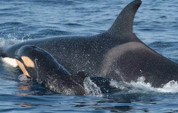 La población de orcas del Estrecho de Gibraltar y del Golfo de Cádiz está catalogada como "vulnerable".