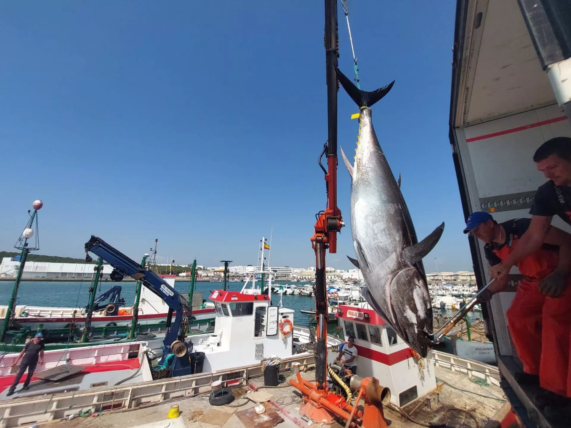 Primera 'levantá' del atún rojo en la almadraba de Barbate