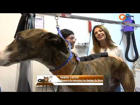 Animales y cÍa