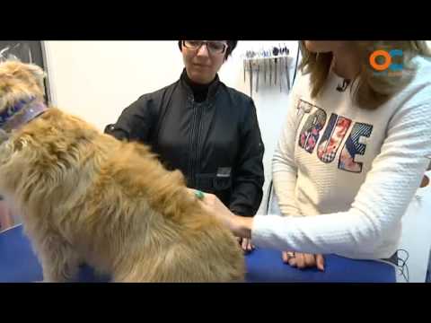 Animales y cÍa
