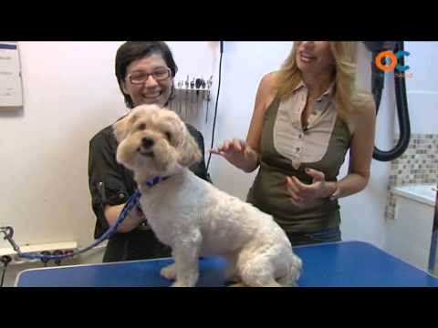 Animales y cÍa
