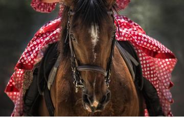 El mundo del caballo y el flamenco