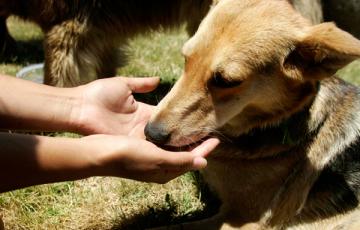 noticias cadiz perros_4_0.jpg