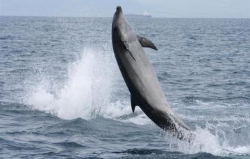 noticias cadiz cetaceos.jpg