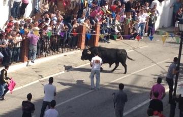 noticias caduz toro del aleluya.jpg