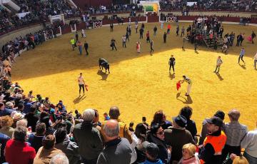 noticias cadiz toro embolao los barrios.jpg