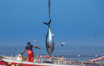 noticias cadiz- Atún en levantada de la Almadraba de Barbate.jpg