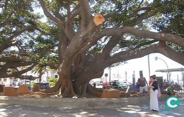 noticias cadiz ficus del mora.jpg