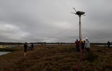 noticias cadiz aguila pescadora nido 2018.jpg