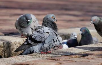 noticias cadiz palomas cadiz.jpg