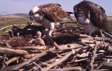 noticias cadiz aguila pescadora.jpg