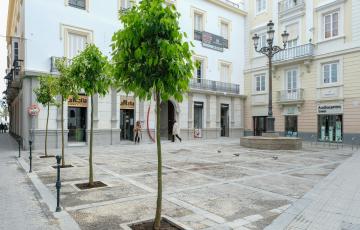 noticias cadiz naranjos plaza san agustín-001.jpg