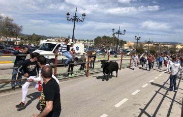 noticias cadiz toro embolao Los Barrios.jpg