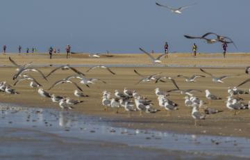 noticias cadiz Desafío Doñana.jpg