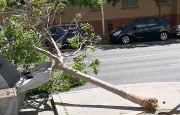 El viento derribó árboles y contenedores