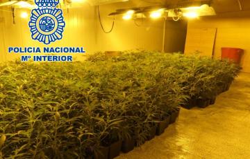 noticias cadiz San Fernando OP Golondrina Plantacion Marihuana (4).JPG