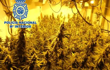 noticias cadiz Sanlucar Plantaciones Marihuana.JPG