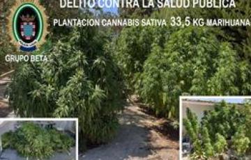 noticias cadiz canabis sativa.jpg