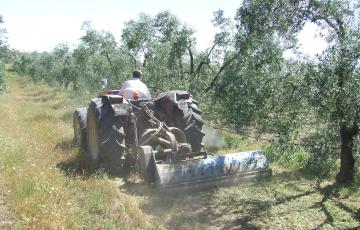 noticias cadiz olivar ecologico.jpg