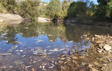 noticias cadiz peces jimena.jpg