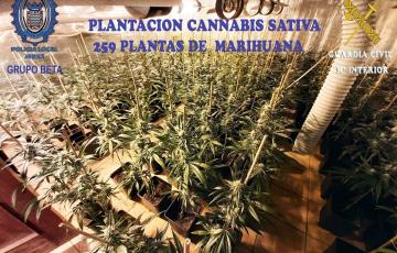 noticias cadiz marihuana jerez.jpg