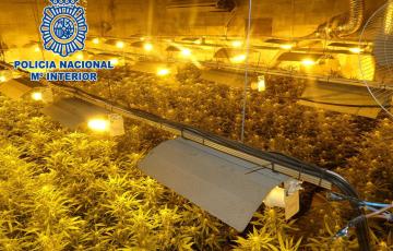 noticias cadiz cultivo marihuana_0.jpg