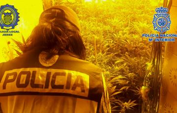 noticias cadiz plantaciones cannabis.jpg