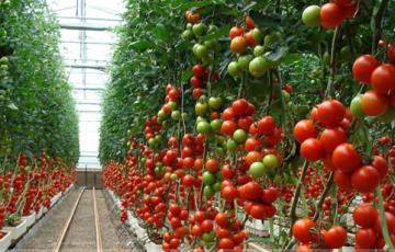 especialistas-tomate.jpg