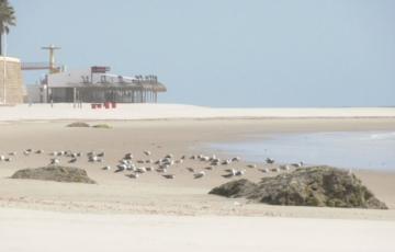 Demarcación de Costas adecuará la playa de Santa María para ensanchar la arena en la zona central
