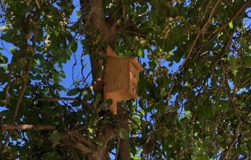 Los pájaros insectívoros ayudan a prevenir enfermedades como el Virus del Nilo