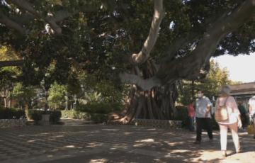 El Ayuntamiento realiza tratamientos de urgencia a cuatro árboles catalogados con el máximo grado de protección
