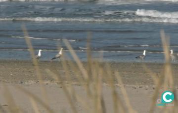 La recogida de residuos comienza en la playa de Cortadura