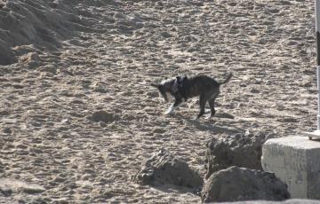 Un perro juega en la playa 