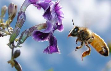 Abejas. Archivo