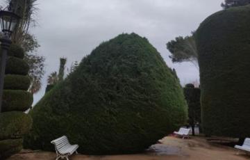 Las plantaciones se harán en dos fases en toda la ciudad