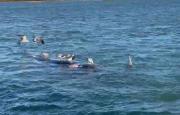 El cuerpo del cetáceo flotaba frente al Club Náutico de Cádiz