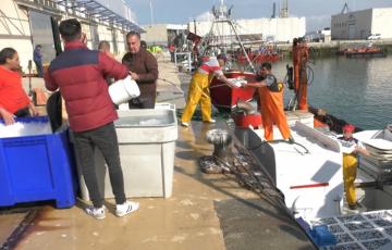 Una cuadrilla de marineros descarga el pescado en el muelle de la Lonja de Cádiz