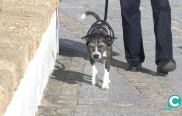 Perro paseando