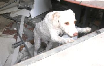 Tedy, un perro de agua de la unidad canina, durante el simulacro que se ha llevado a cabo este jueves