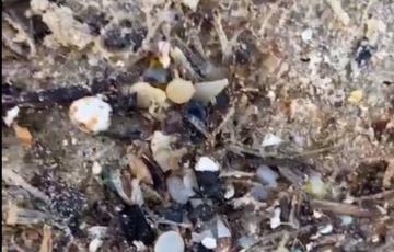 Bolitas de pélets aparecidas en la playa de Bolonia.