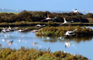 Parque Natural Bahía de Cádiz.