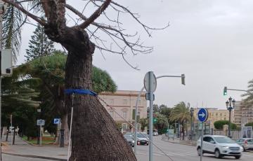 Imagen del árbol singular situado en los jardines de Canalejas.