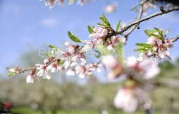 Almendros en flor