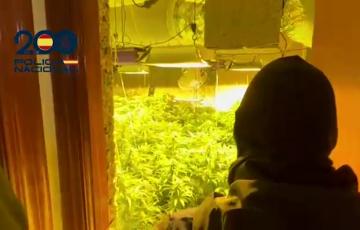 Un agente accede a una de las plantaciones indoor de marihuana intervenidas durante la operación policial