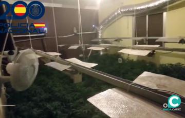 Imagen de una de las plantaciones de interior de marihuana. 