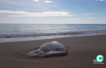 La llegada de medusas a la orilla suele atender a la temperatura cálida del agua