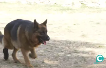 El perro es la mascota preferente entre los gaditanos.