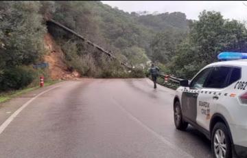 Un árbol obstruye la circulación en una carretera de Vejer