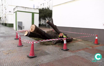 Un arbol dañado en la avenida del Guadalquivir