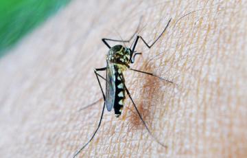 Imagen de archivo de un mosquito